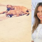 Jennifer Lopez`s dogs – boxers