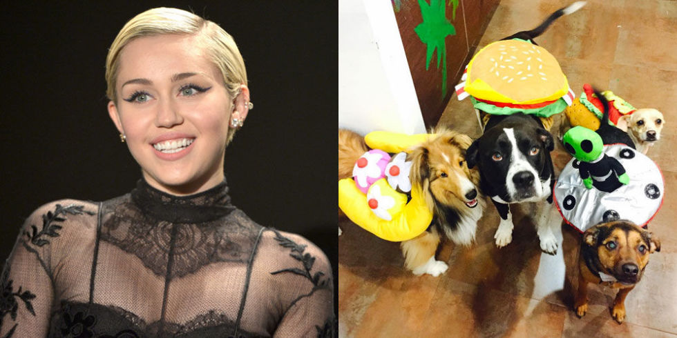 Miley Cyrus has a deep love to animals