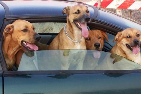 Selena Gomez`s dogs Chazz, Fina, Willie and Wallace.