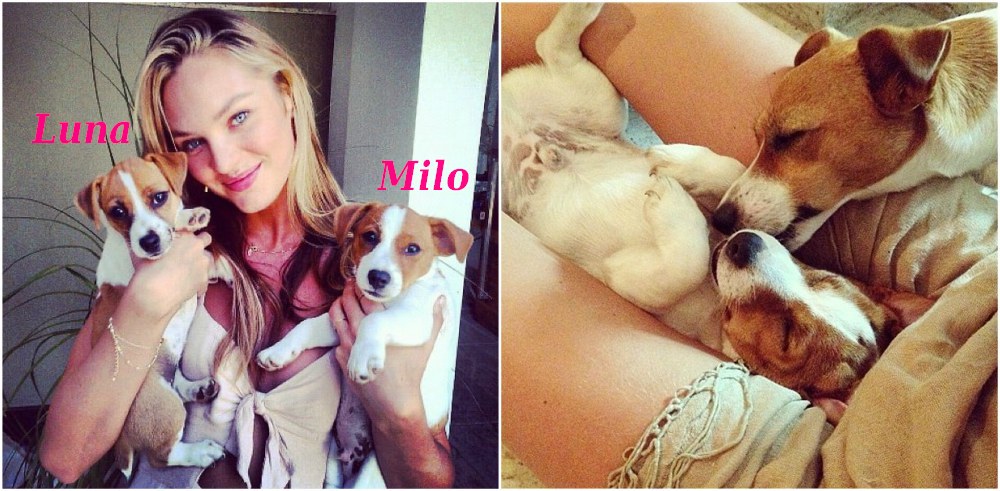Candice Swanepoel pets - dogs Luna and Milo