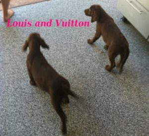 Kylie Jenner pets - two dogs Louis and Vuitton