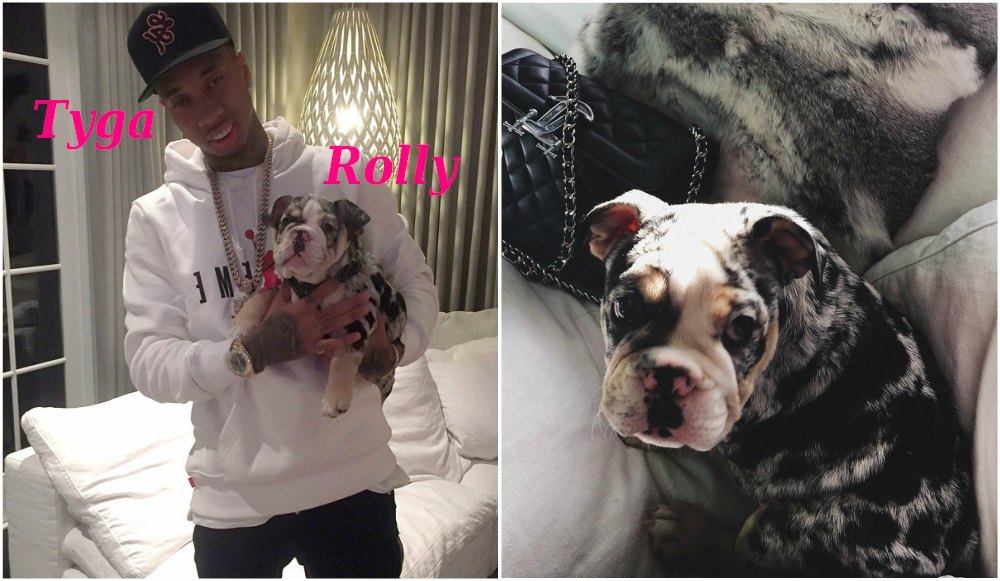 Kylie Jenner`s boyfriend Tyga dog Rolly 