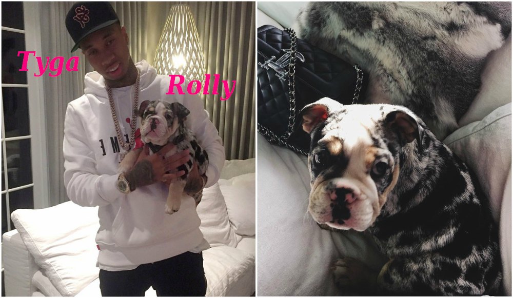 Kylie Jenner Pets Dog Rolly 