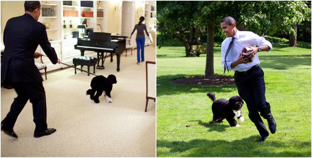 Barack Obama pets - Dogs Bo, Sunny 