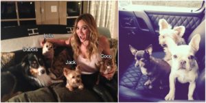 Hillary Duff dogs