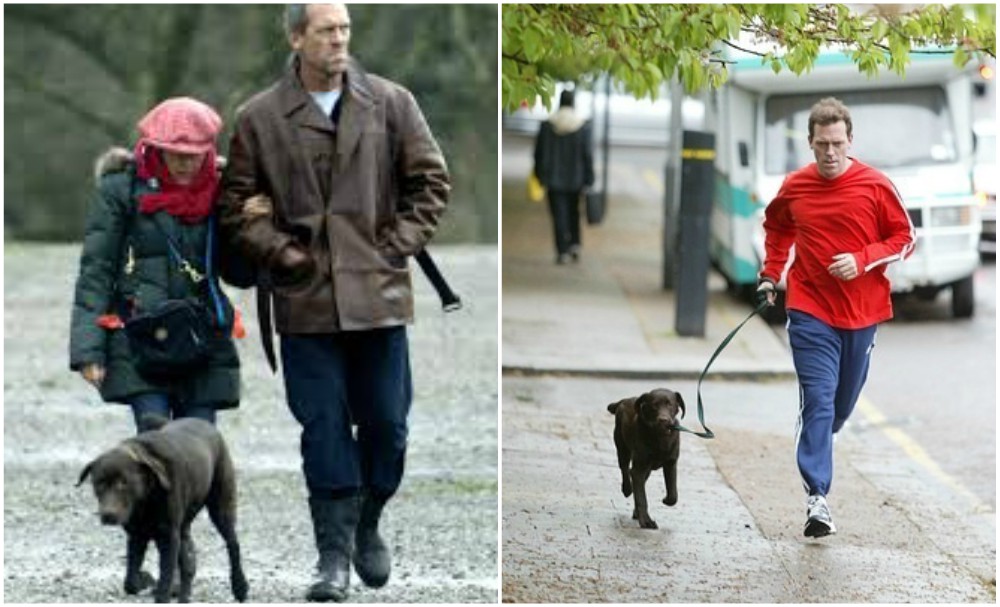 Hugh Laurie Loves The Company Of Two Labrador Retrievers