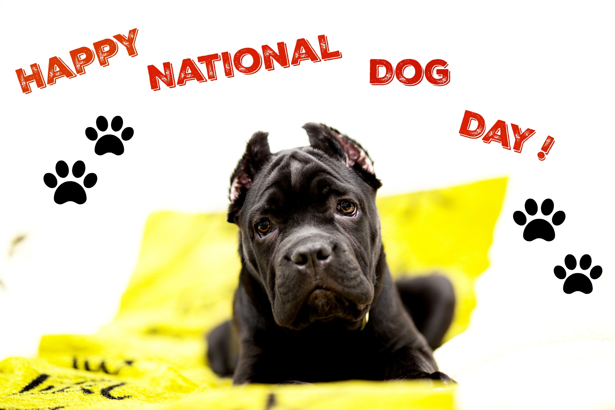 national dog day 