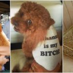 Rihanna and her two babies-dogs