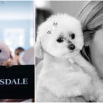 Ashley Tisdale’s beloved friends are her two Maltipoo dogs